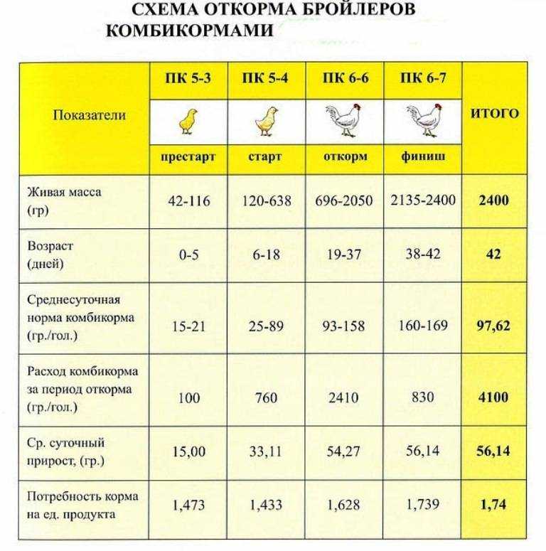 Выращивание бройлеров в домашних условиях для начинающих