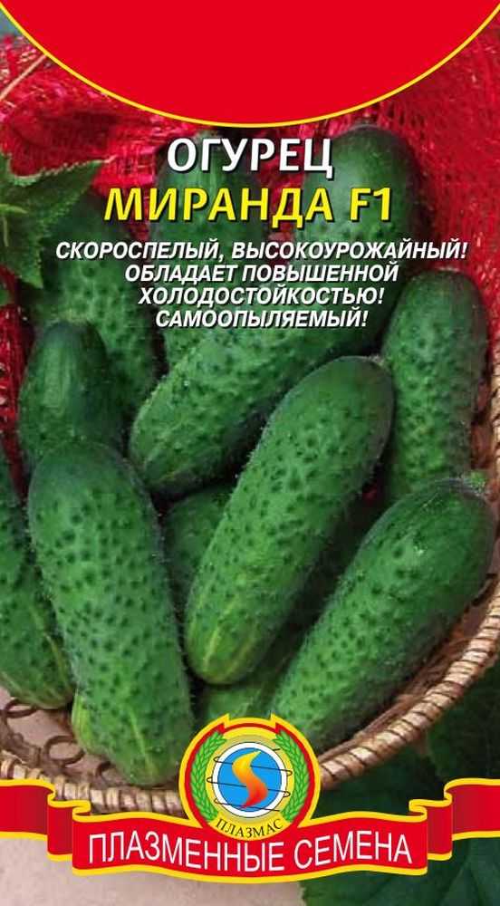 Огурец «миранда»: описание характеристик. посадка и уход, урожайность сорта и выращивание из семян (фото)