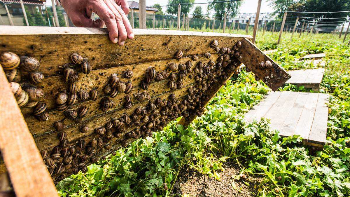 Разведение улиток для продажи или собственного потребления. виды, содержание, фото — ботаничка