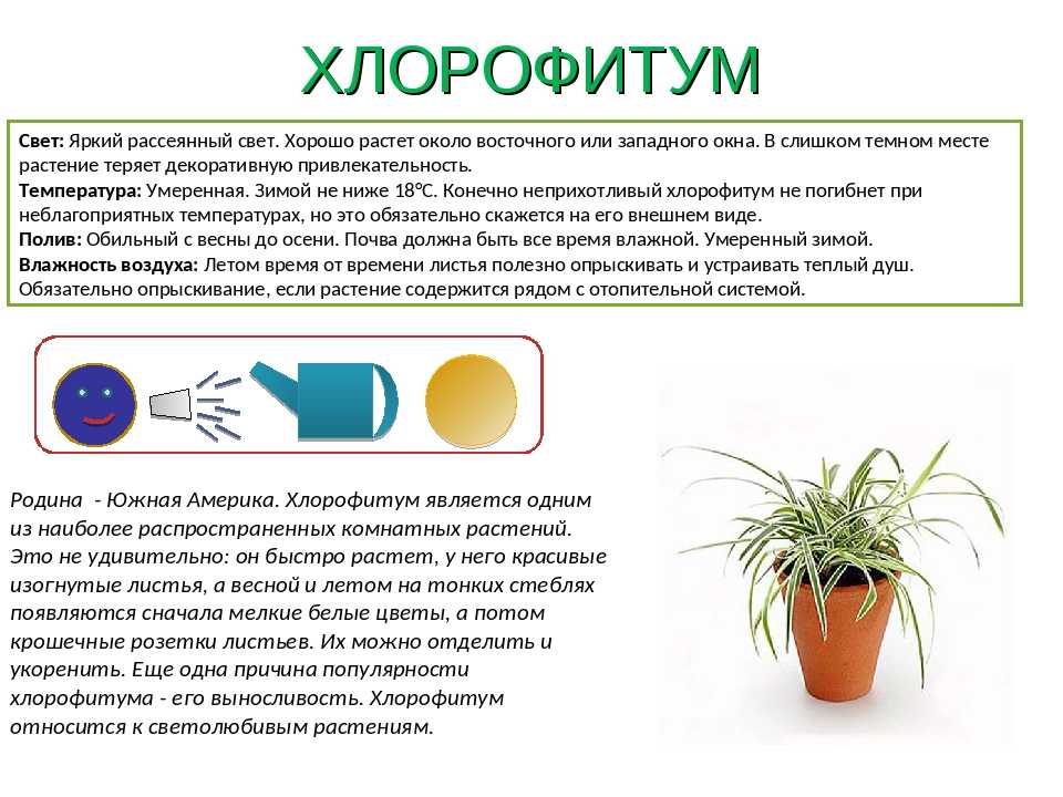 Хлорофитум: популярные сорта и особенности ухода с выращиванием на дому