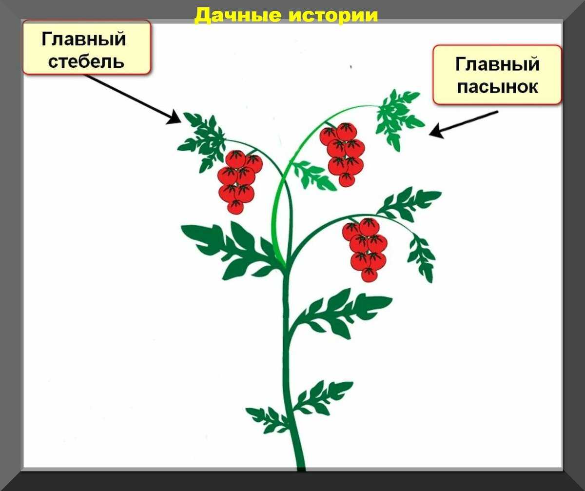 Что делать, если вытягивается рассада помидоров, огурцов, перцев,и других культур