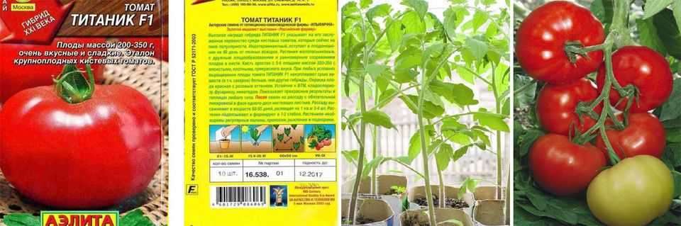 Описание сорта томатов “титан”: отзывы