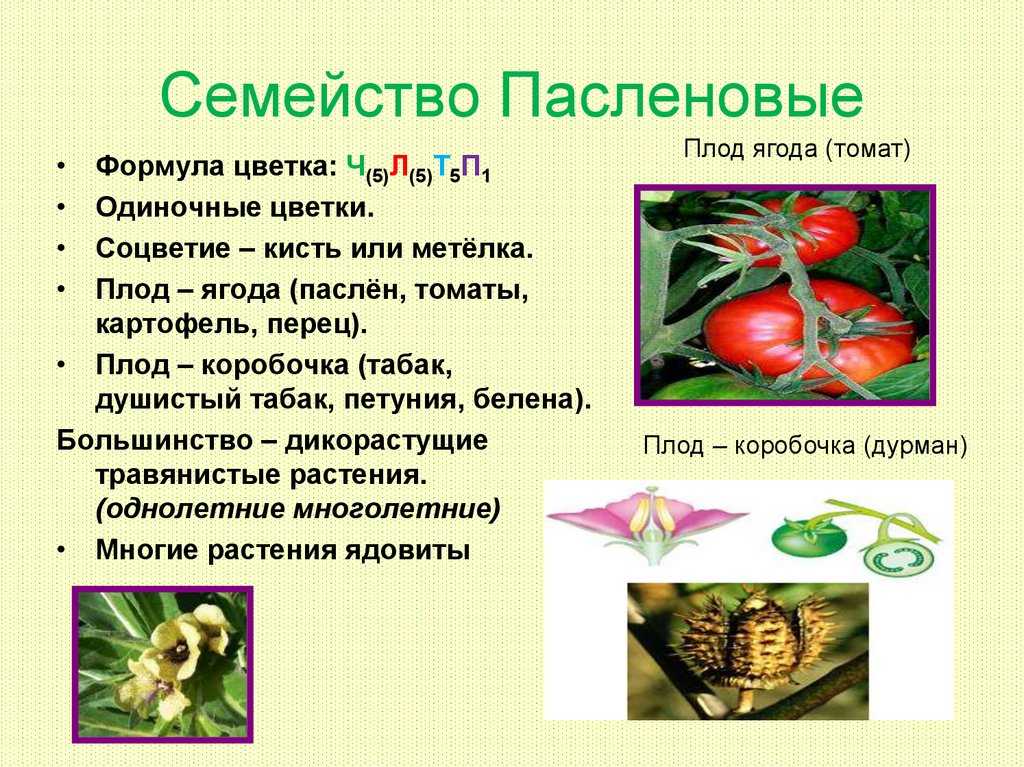 Баклажан дракоша - моя дача