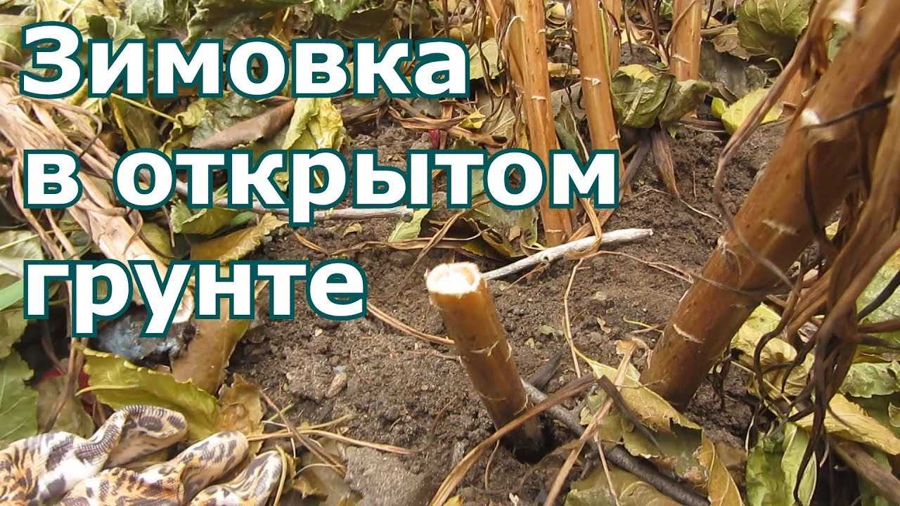 Подготовка лилий к зиме – время обрезки, правила хранения луковиц