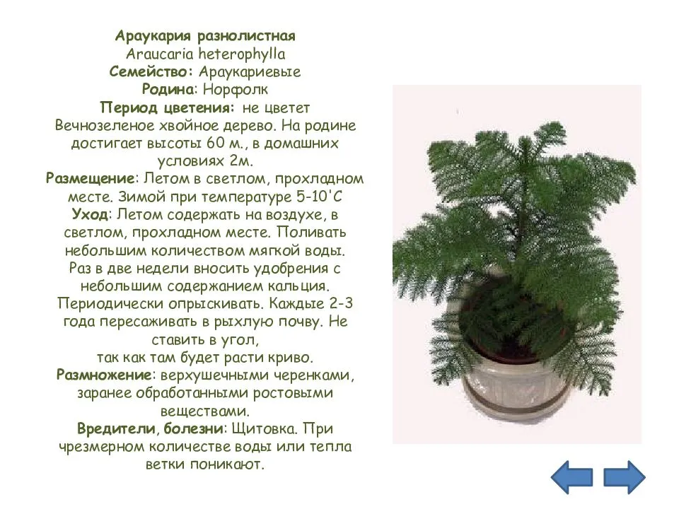 Араукария роскошное хвойное деревце является единственной хвойной породой среди комнатных растений Араукария легка в выращивании и привлекательна для домашнего интерьера