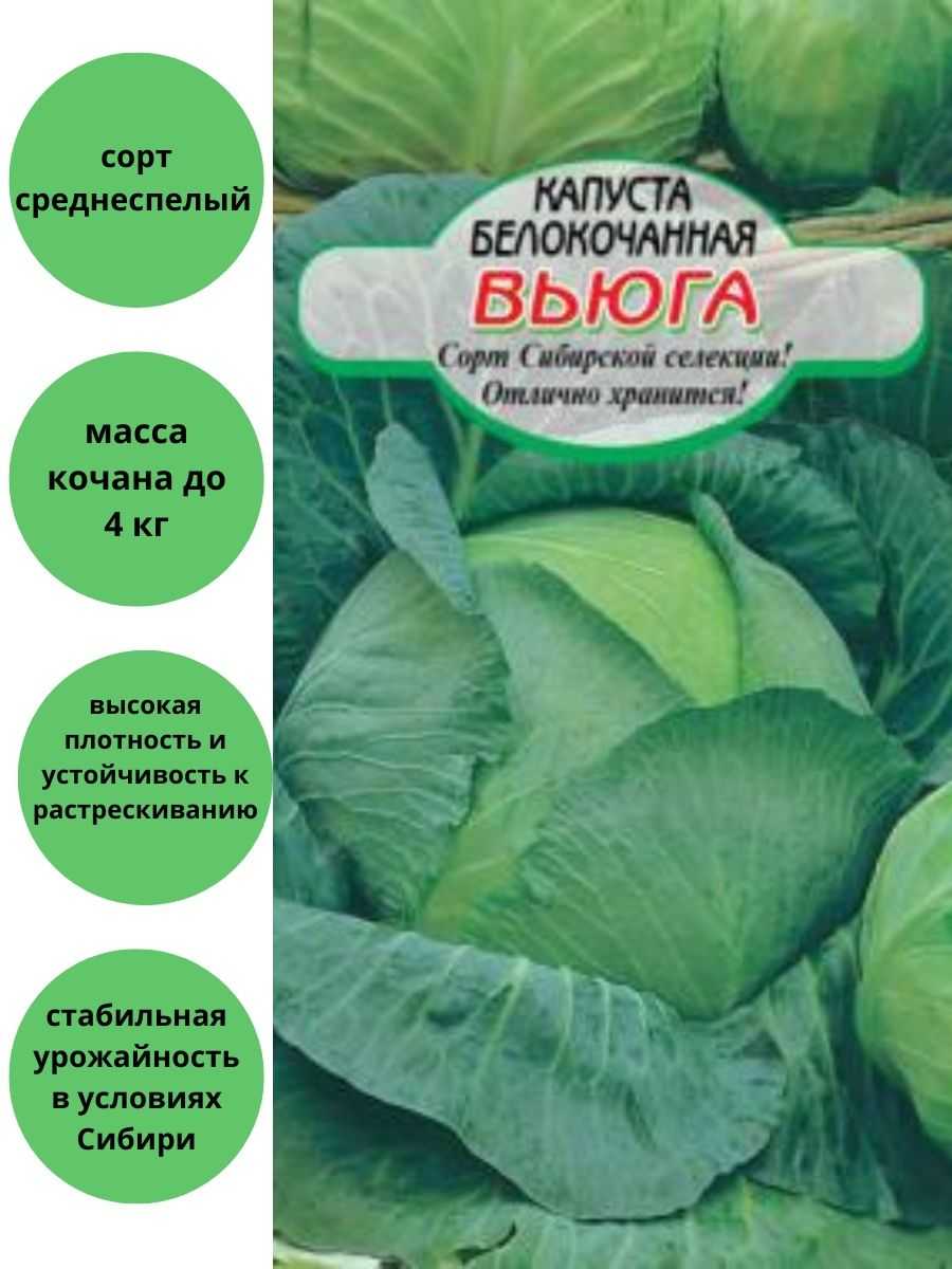 Капуста вьюга описание сорта фото отзывы