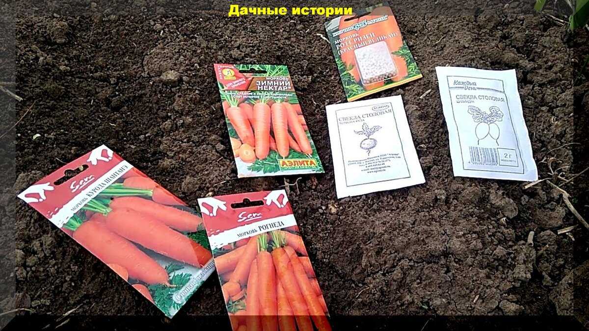 Правила и особенности подзимнего посева