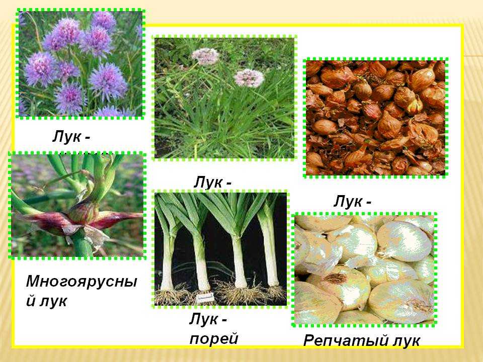 Названия сортов лука