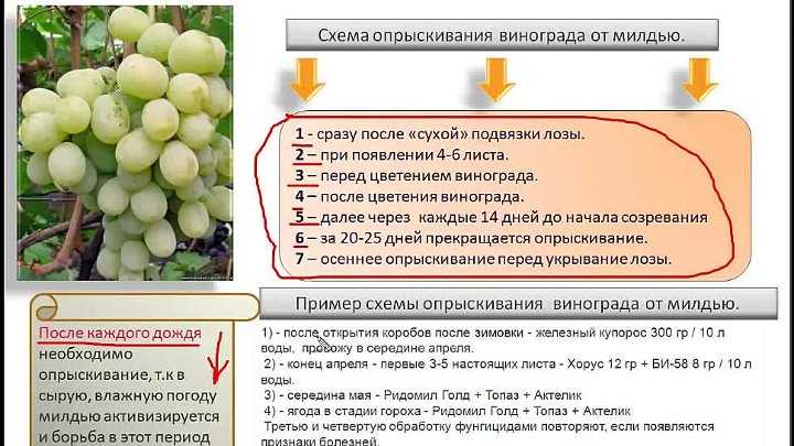 Практикум для начинающих виноградарей: проведение весенней обработки винограда от милдью, оидиума и других-прочих…