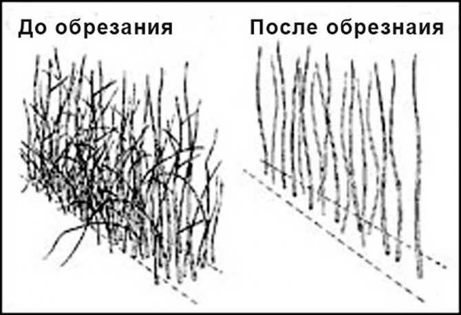 Обрезка малины весной для начинающих: как правильно обрезать?