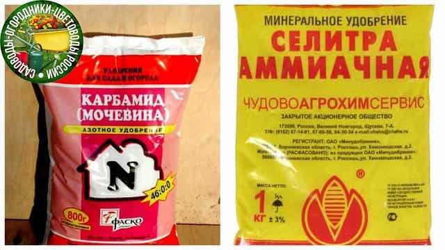 Что выбрать: мочевину или аммиачную селитру?