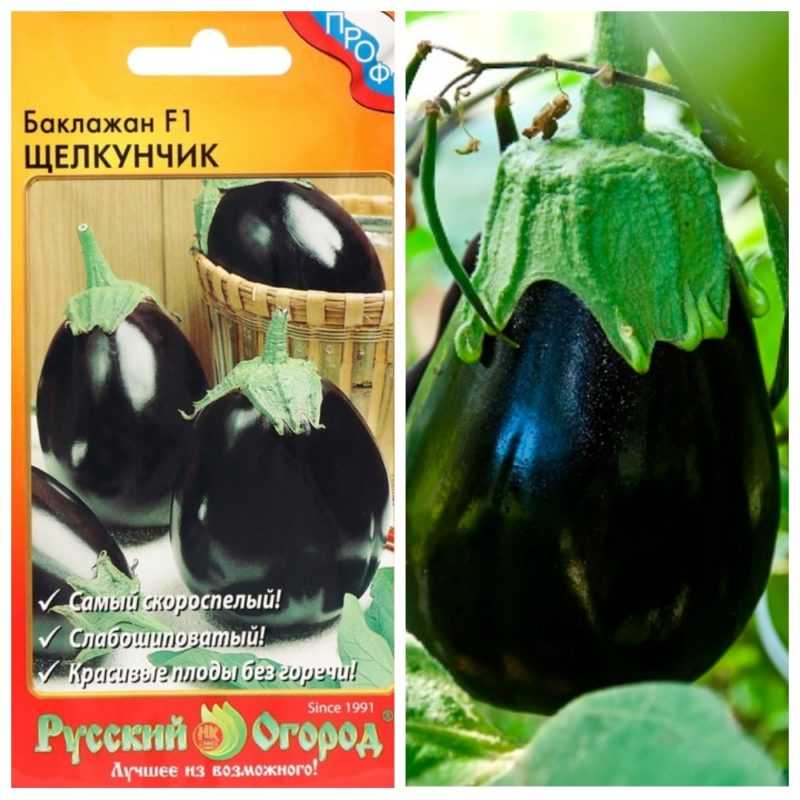 Баклажан щелкунчик: описание и характеристики сорта, выращивание и уход, отзывы с фото