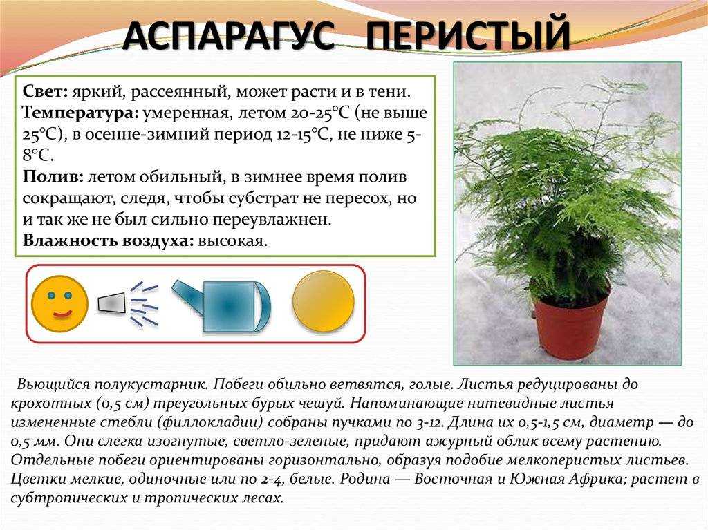 Аспарагус перистый — быстрорастущая «паутинка», или «холодок». уход в домашних условиях. фото — ботаничка
