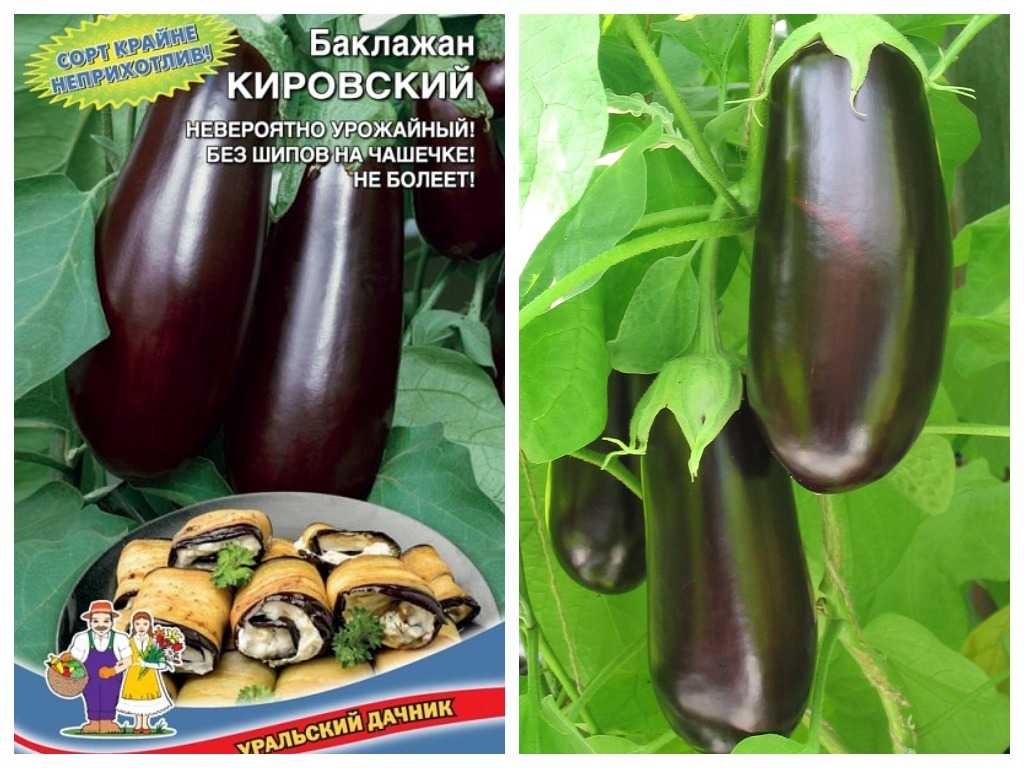 Лучшие сорта баклажанов