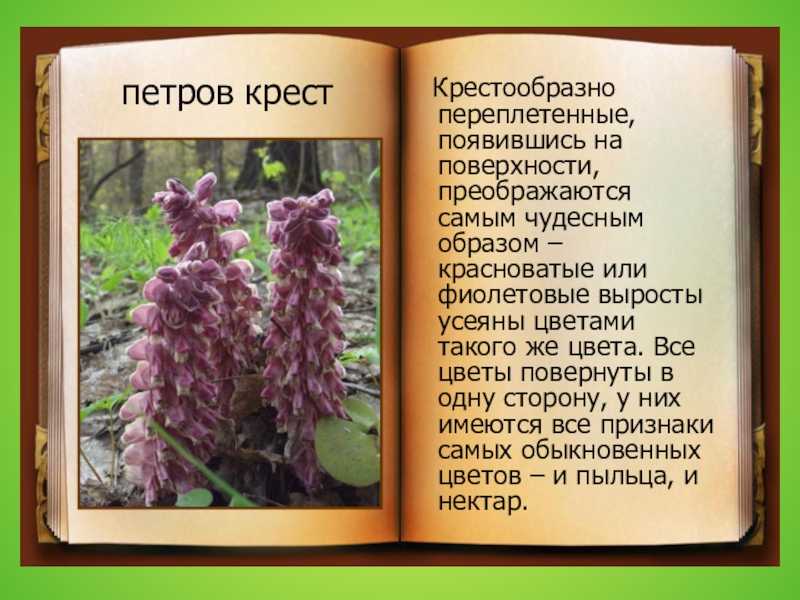 Петров крест: место встречи осиновый лес