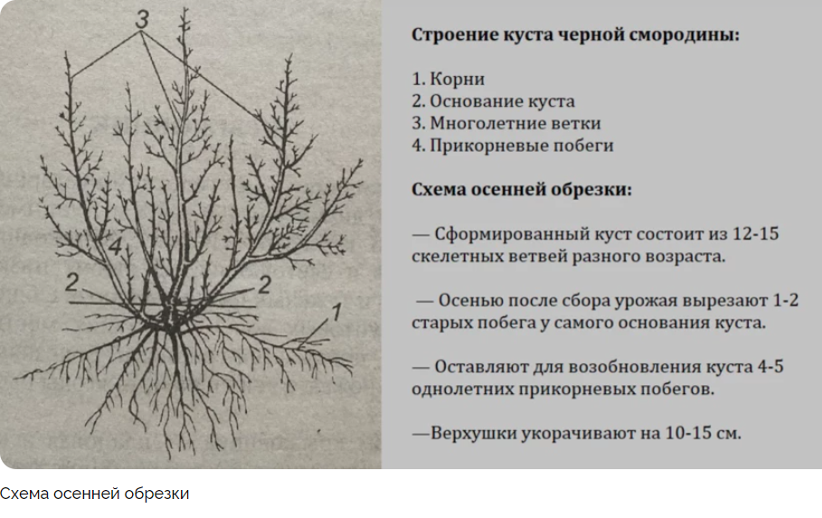 Когда и как правильно делать обрезку смородины