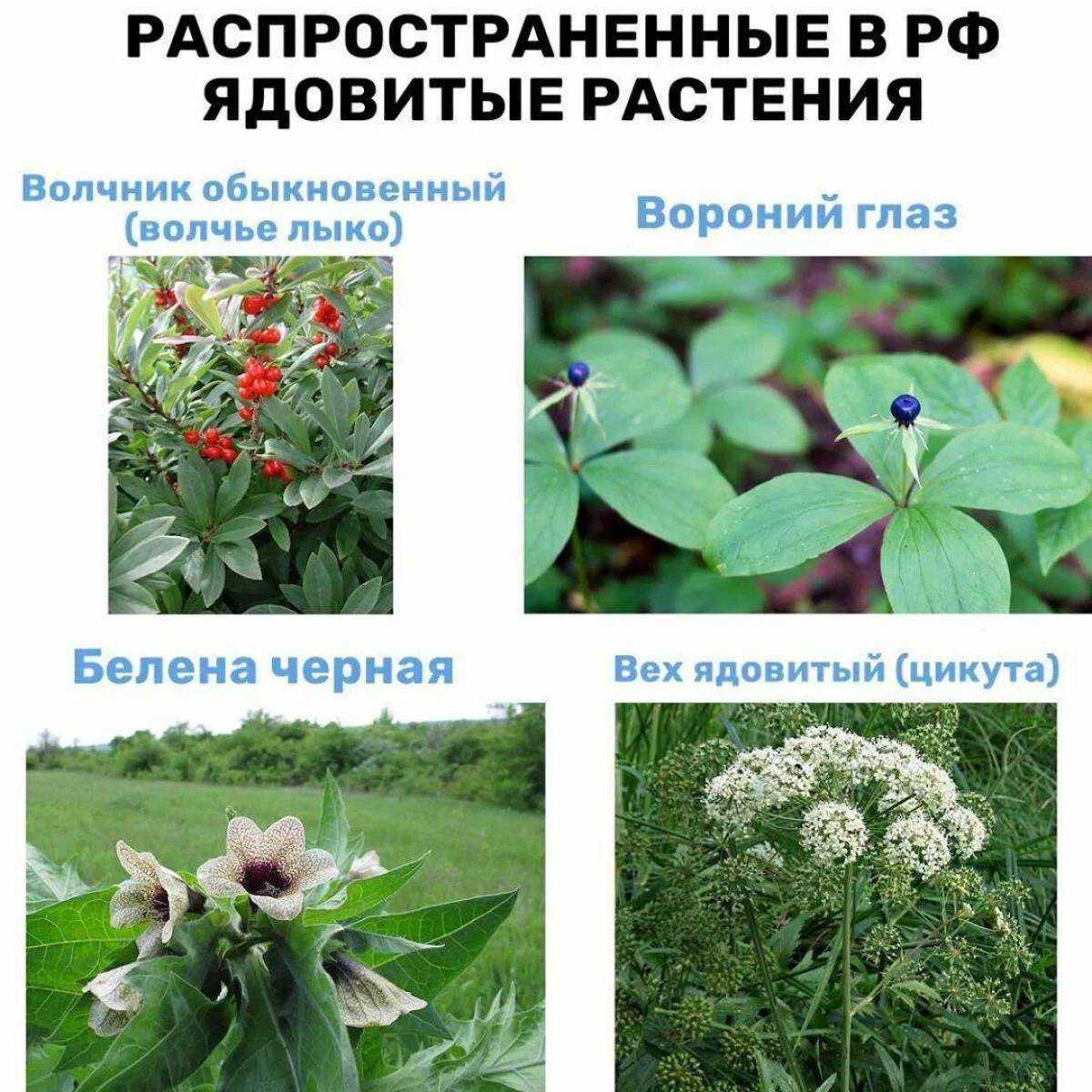 Ядовитые кустарники фото с названиями