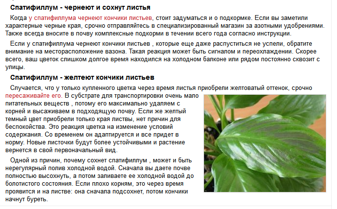 Почему желтеют листья у комнатных цветов и что делать в таком случае - sadovnikam.ru