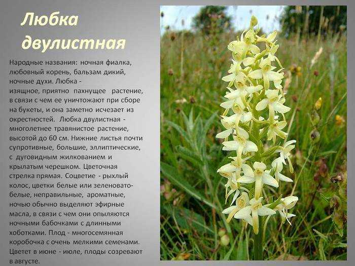 Это наша родная орхидея Любка некогда широко распространённая в Европе на Кавказе в Малой Азии Сибири Монголии а сейчас полностью исчезнувшая вблизи крупных городов