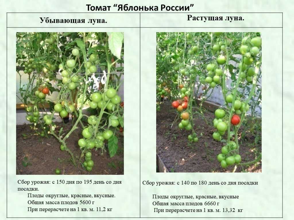 Томат яблонька россии: отзывы (31), фото, урожайность, описание и характеристика | tomatland.ru