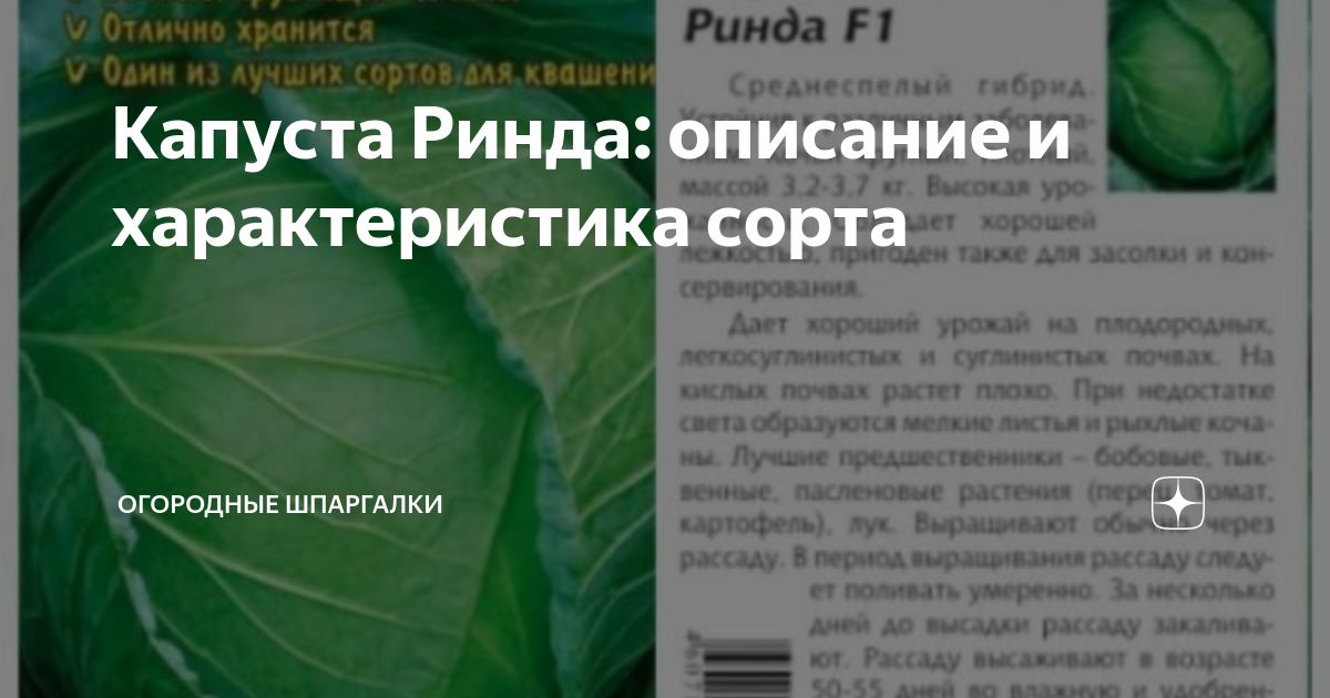 Капуста ринда f1: отзывы, фото, описание сорта, урожайность, посадка и уход