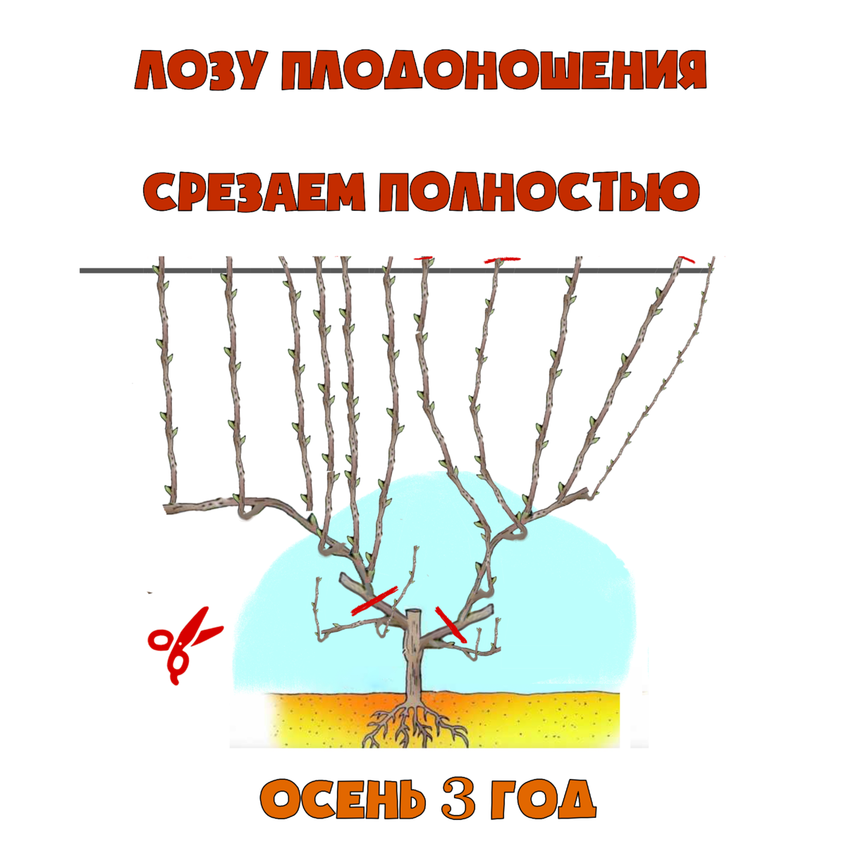 Обрезка винограда — сроки и правила