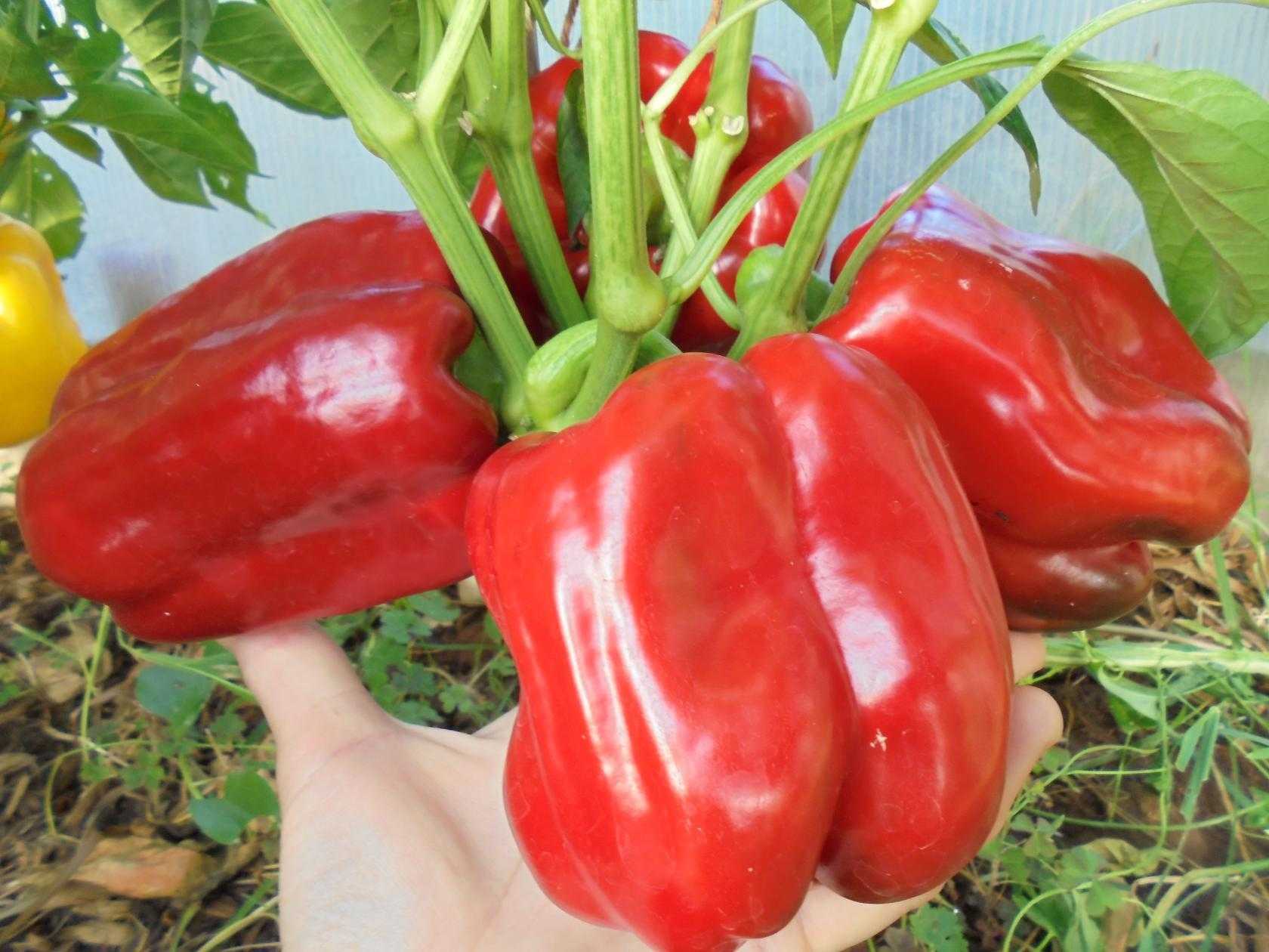 Самые урожайные сорта перца – 5 сладких сортов для теплицы и грунта