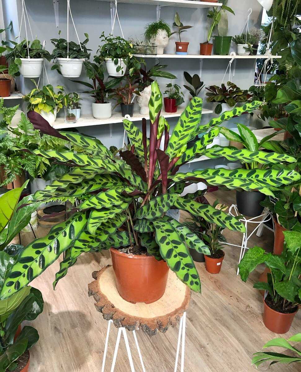 Калатея лансифолия (calathea lancifolia): фото, уход в домашних условиях, проблемы с листьями, пересадка
