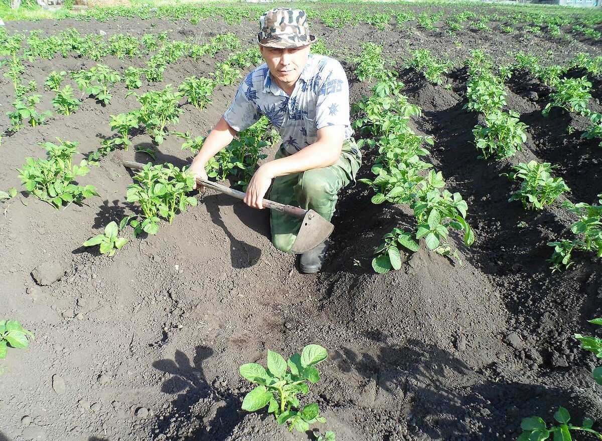 Надо ли окучивать картофель