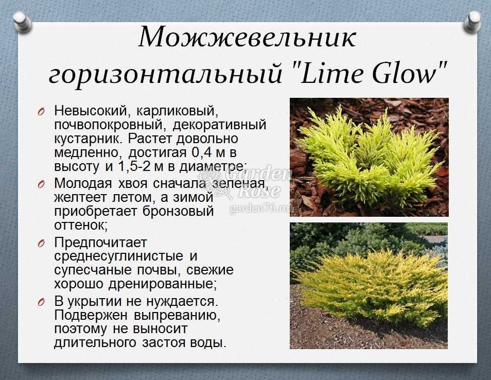 Можжевельники виды и сорта с фото, описание сортов