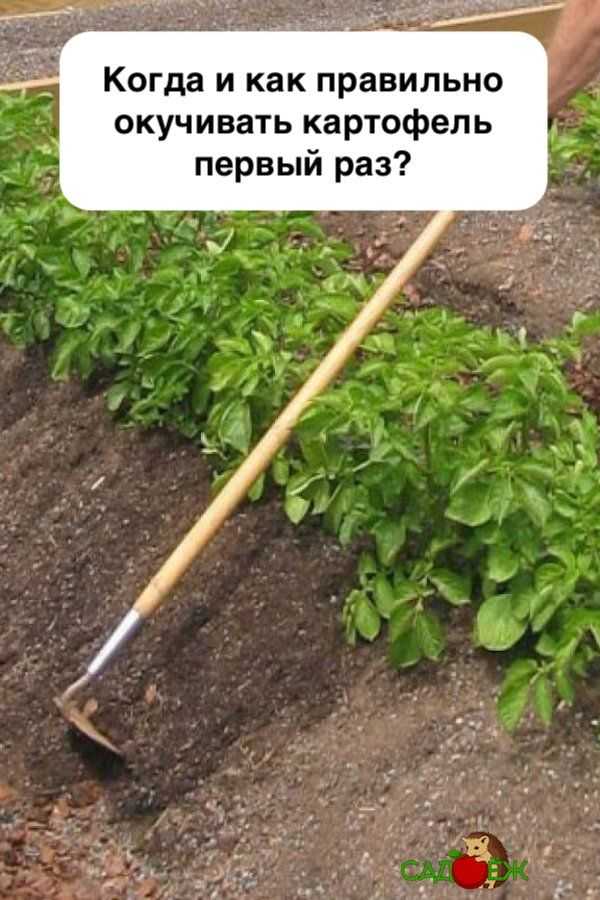 Как правильно окучивать картофель на грядке