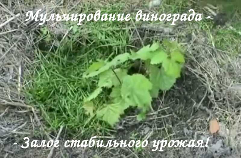 Маленький прудик — легко и просто