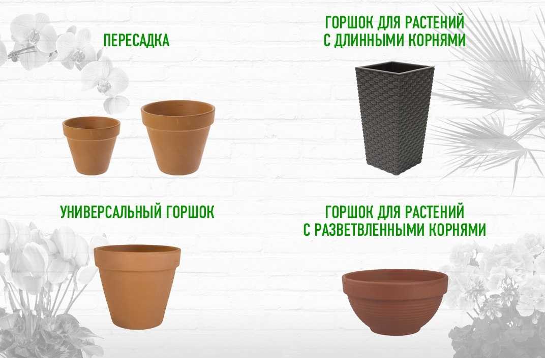 Как разместить цветы в квартире