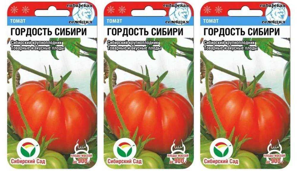 Томат гордость сибири: отзывы, фото кустов и плодов, плюсы и минусы выращивания данного сорта и секреты агротехники