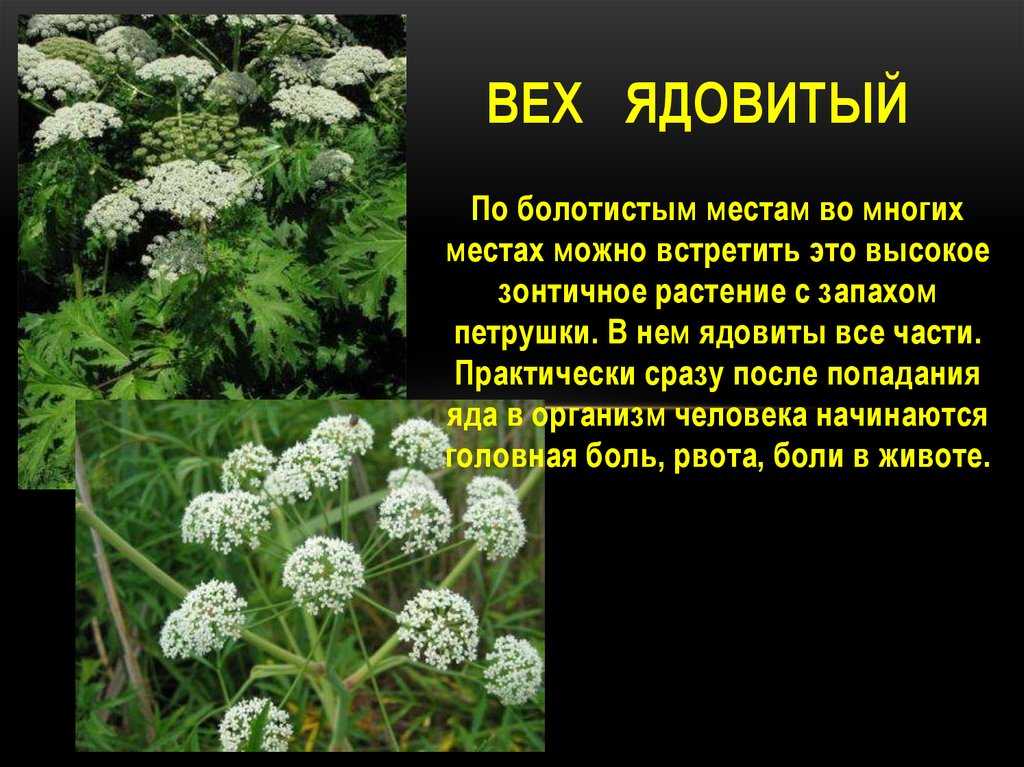 Деревья в городе: как и для чего озеленяют общественные пространства
