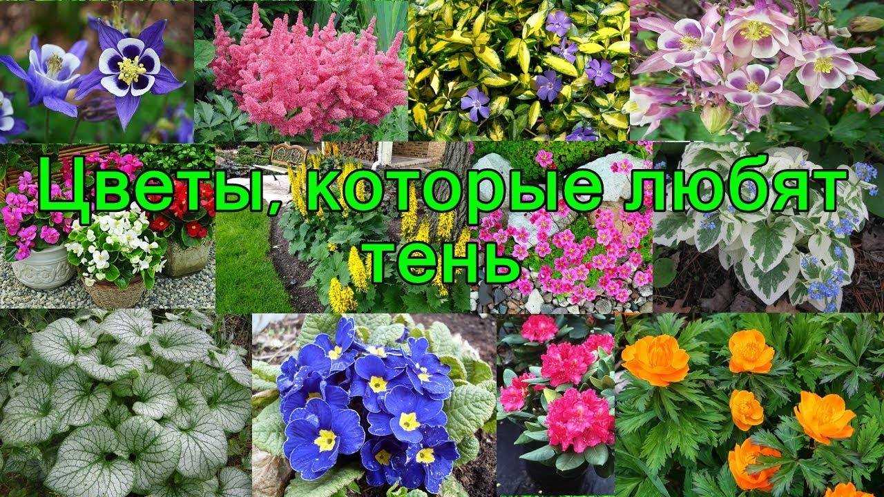 Тенелюбивые кустарники для сада, многолетние, цветущие все лето - фермер без хлопот