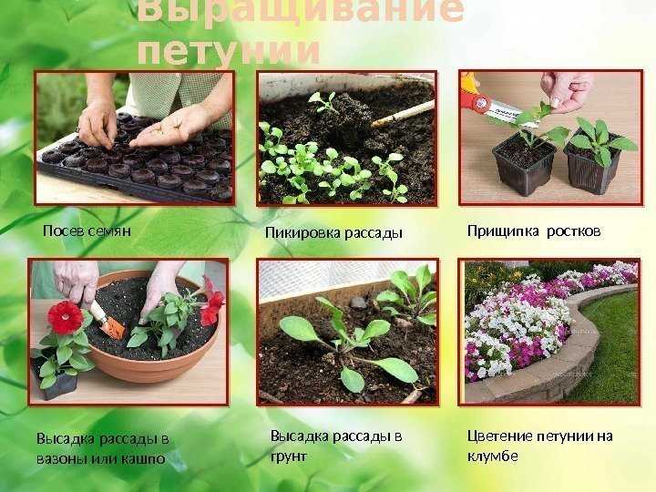 Петуния: посадка и уход в открытом грунте, фото, виды и сорта