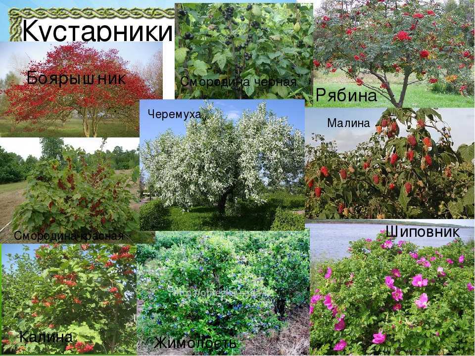 Многолетники цветущие белыми цветами, с названиями и фото растений | народные знания от кравченко анатолия