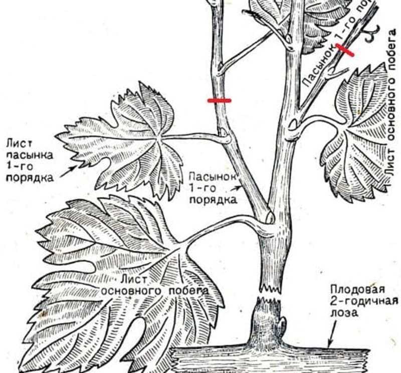 Под каким номером обозначен метод пасынкования побегов. Прищипывание пасынков винограда. Прищипывание побегов винограда. Виноградная лоза пасынкование. Пасынкование винограда летом.