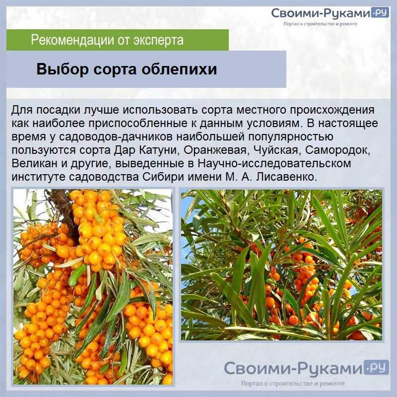 Как посадить облепиху осенью: инструкция по посадке, наиболее подходящие сроки, дальнейший уход