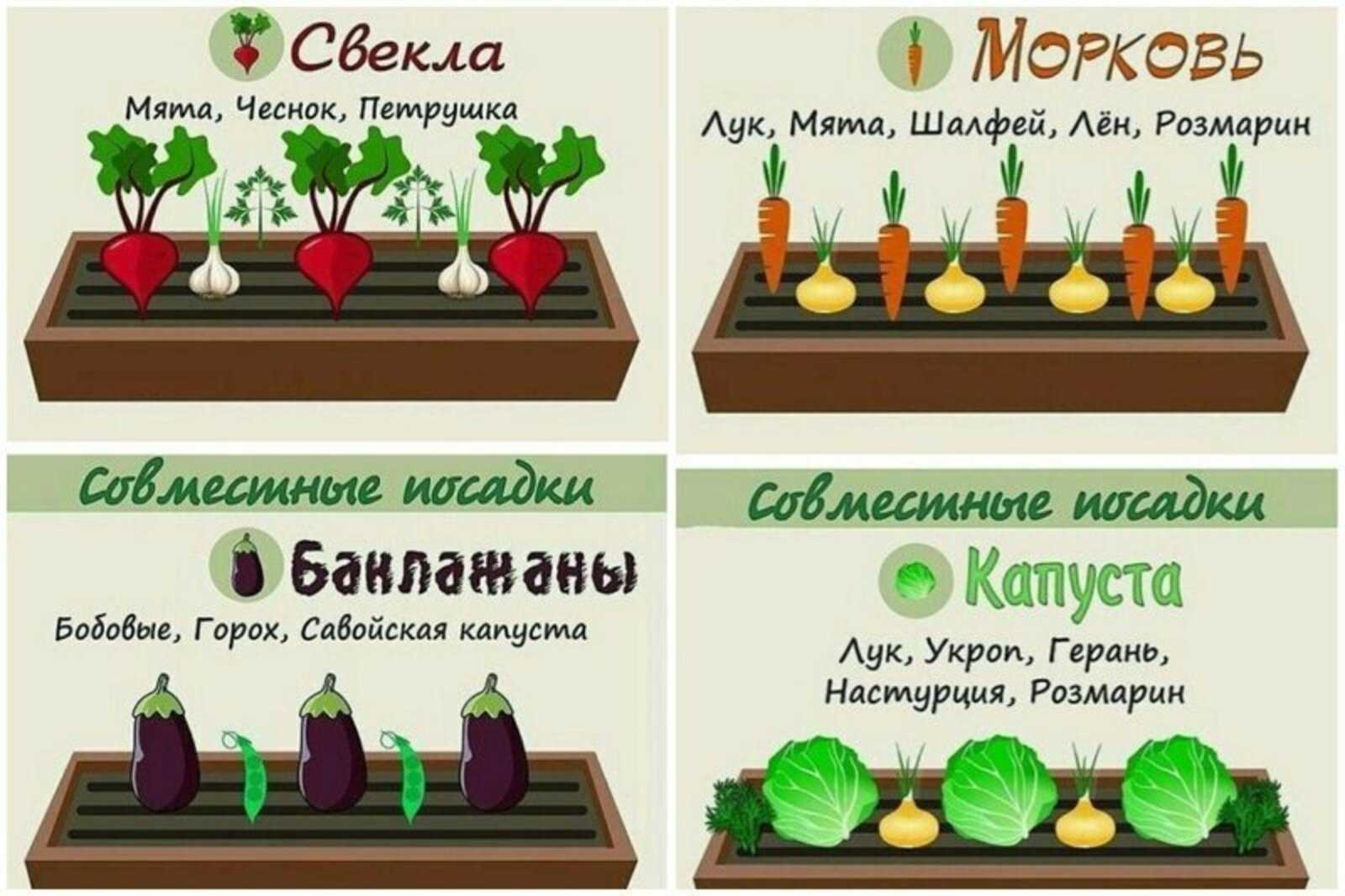 Солнечное окно. подбираем светолюбивые растения