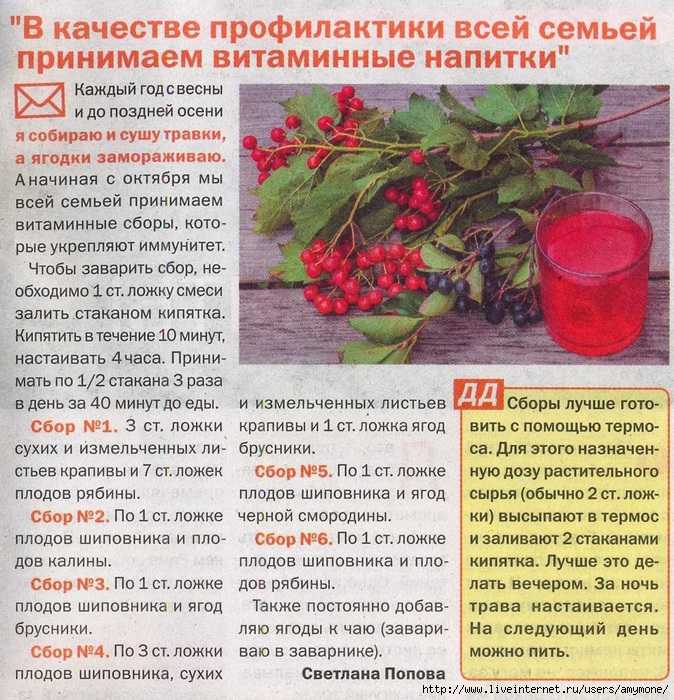 Калина польза и вред: состав, свойства, описание, лечение и заготовка