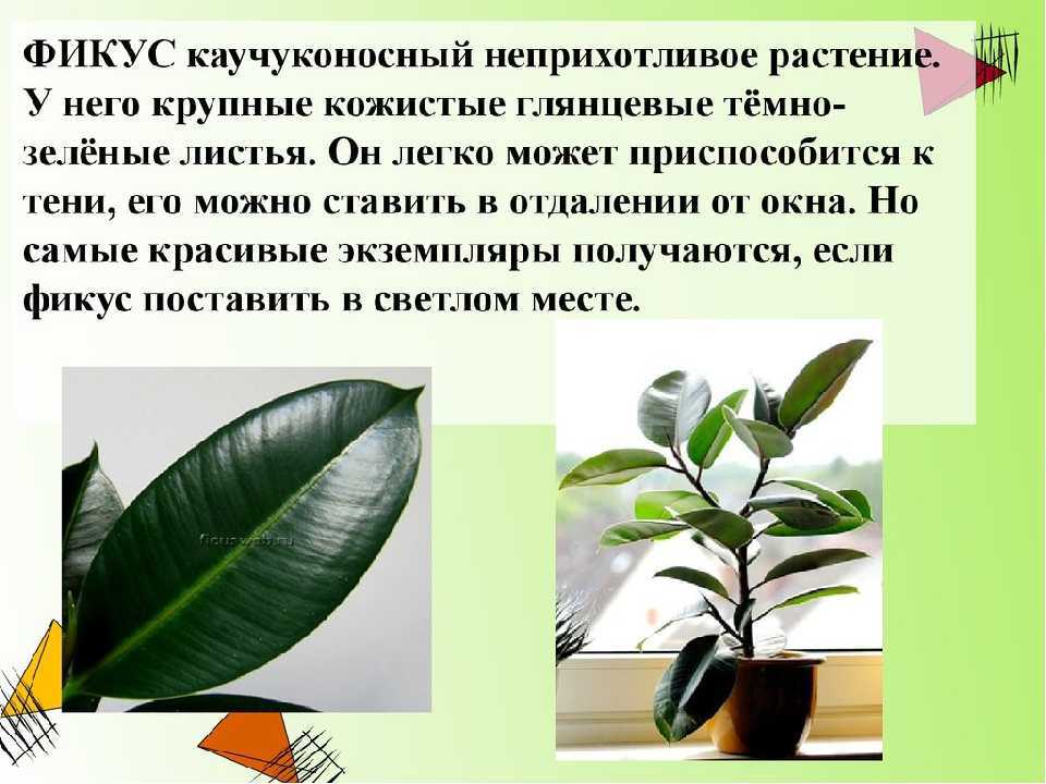 Фикус эластика: уход и размножение в домашних условиях