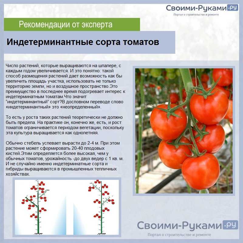 Помидоры стреза фото описание отзывы