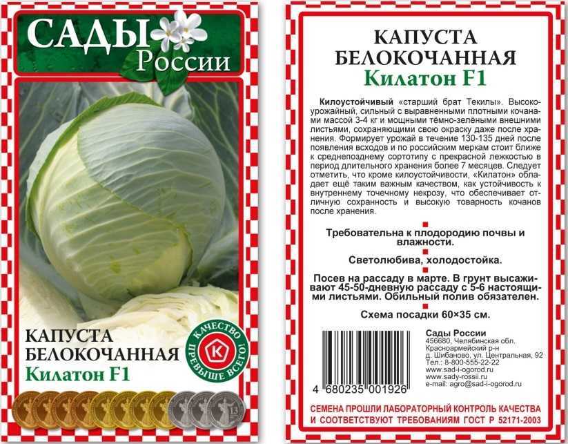 Капуста колобок f1: описание сорта, особенности ухода