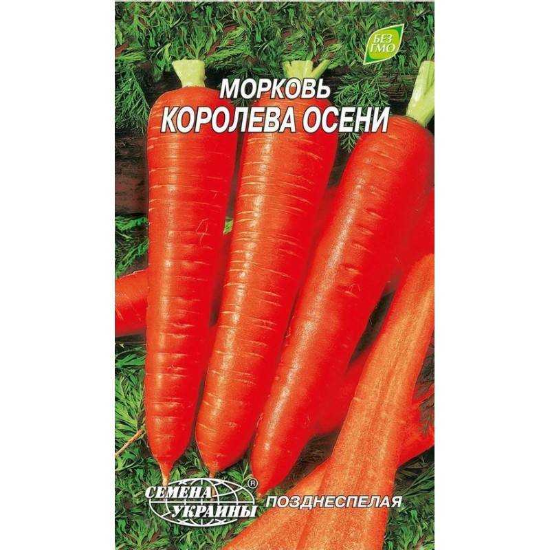 Сорт моркови королева осени