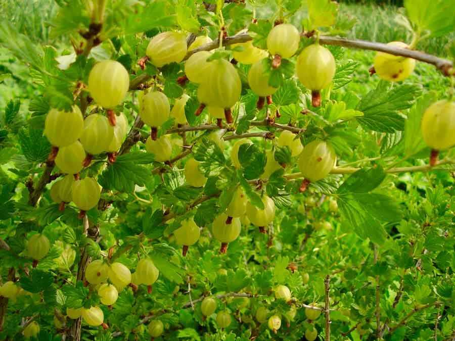Морозостойкие декоративные кустарники для сада: каталог с фото и названиями