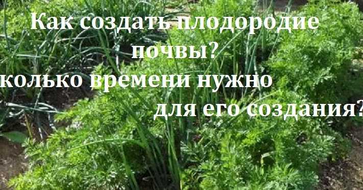 Посадка и уход за нимфеей