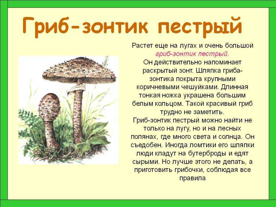 Где и когда собирать грибы зонтики съедобные фото и описание как их отличить от ядовитых видов а также как правильно готовить