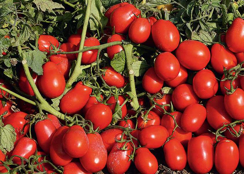 Томат красный петух: характеристика и описание сорта, отзывы